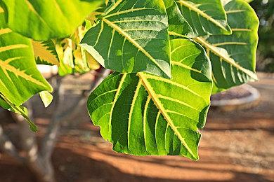 《永劫无间》宣布联动多个游戏IP：《巫师3》、《古墓丽影》等