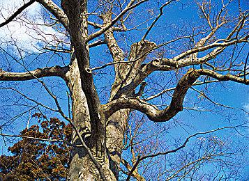 因哈姆林心脏骤停事件 《麦登橄榄球23》删除CPR庆祝动作